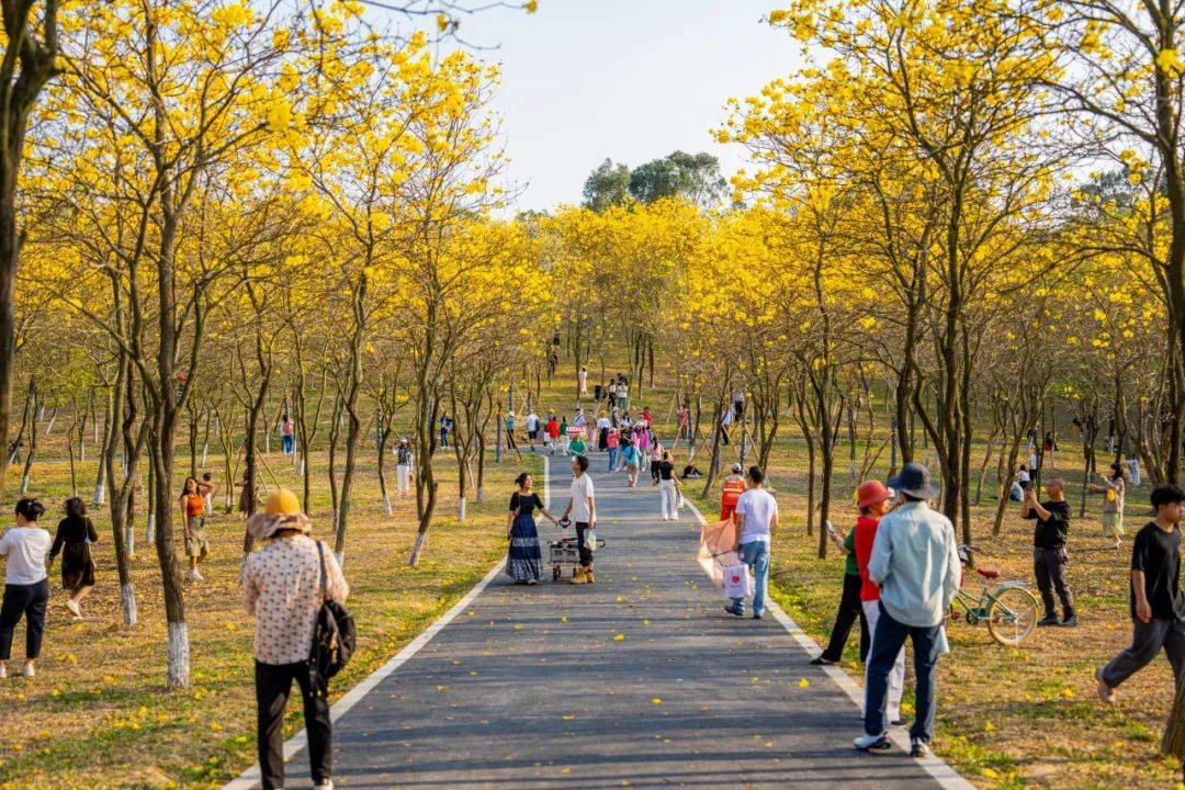 东莞松山湖这个露营节,浪漫到港澳青年也赶来了_活动_游客_文旅