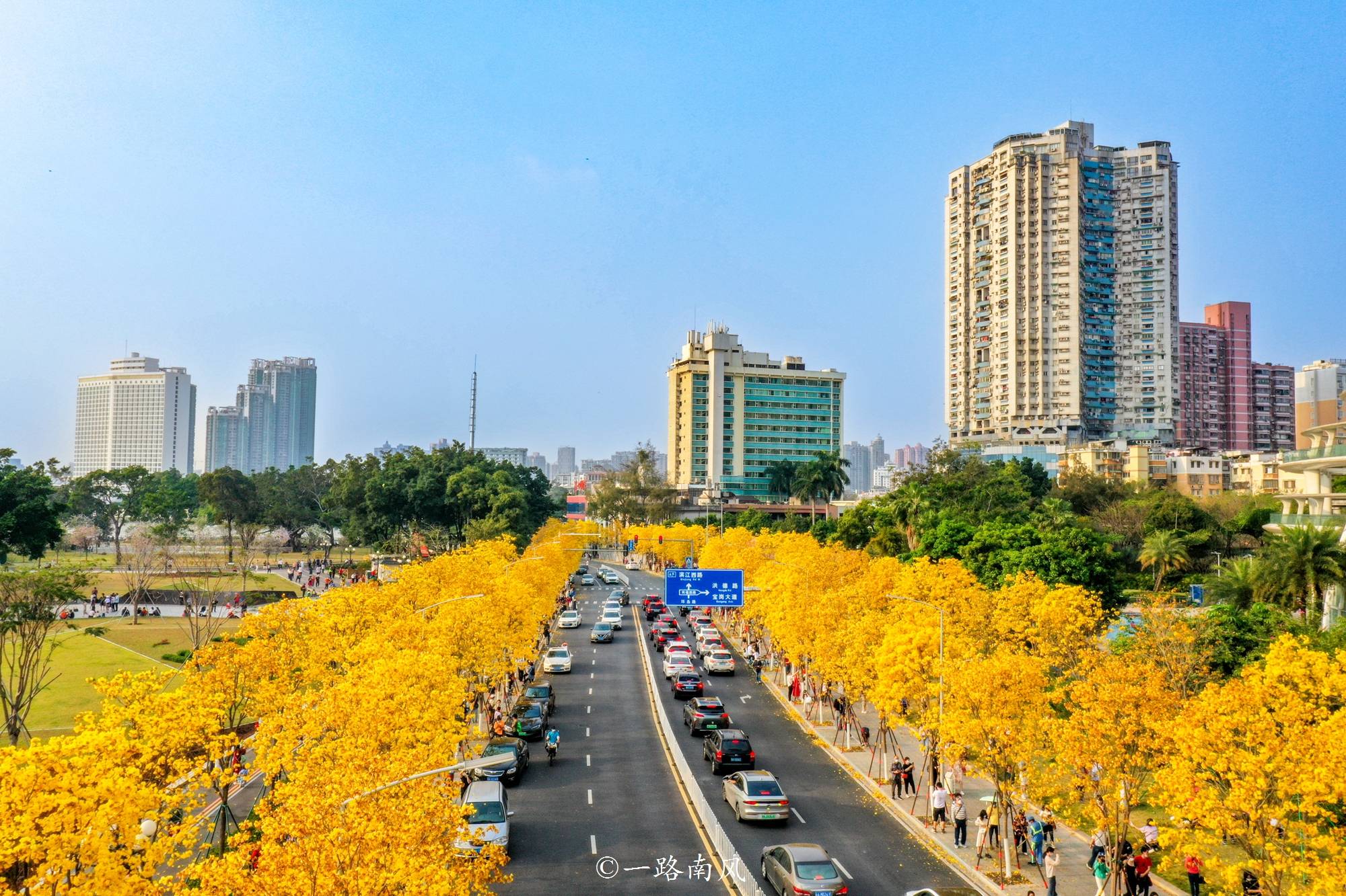 广州海傍黄花风铃图片