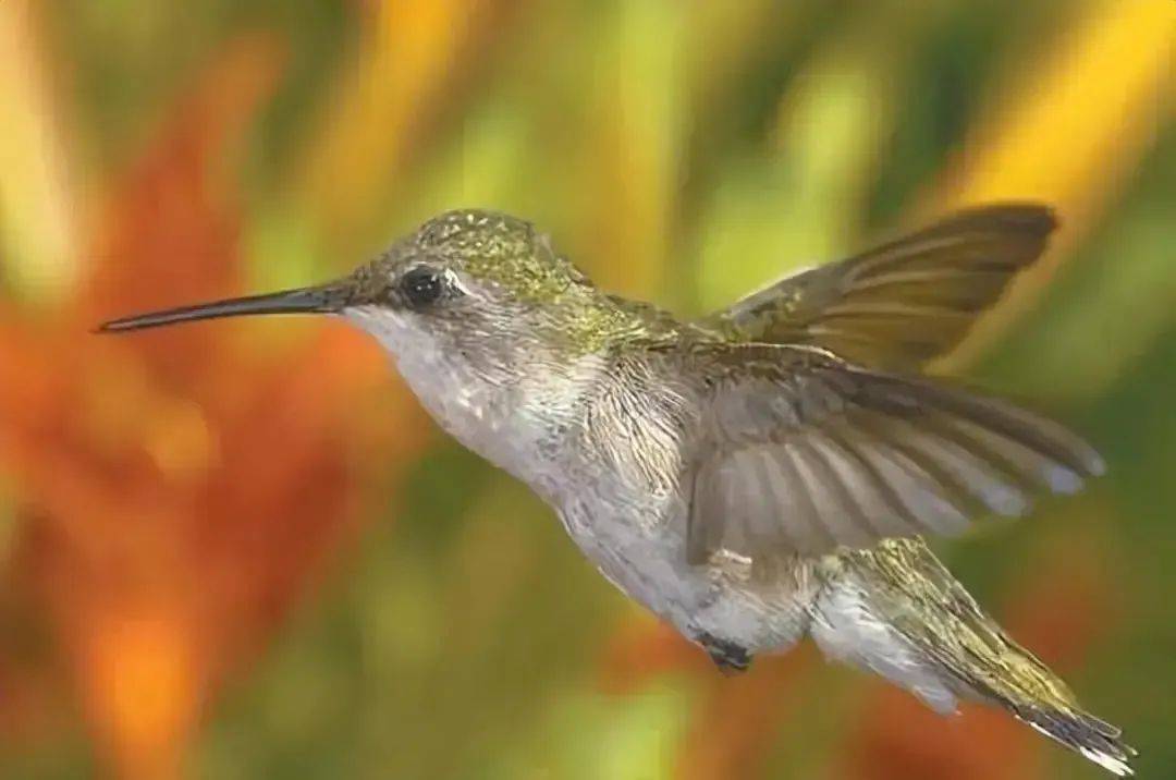 世界最小蜂鸟背后惊人生活_蜘蛛_巢穴_合作