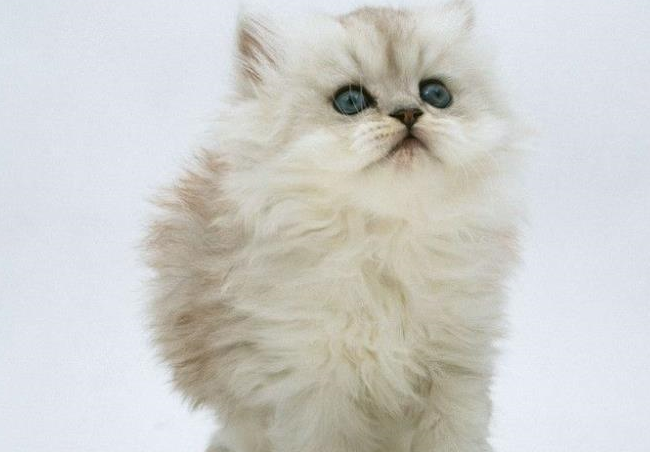 对于挪威森林猫和土耳其安哥拉猫,这两种猫,你了解多少呐!