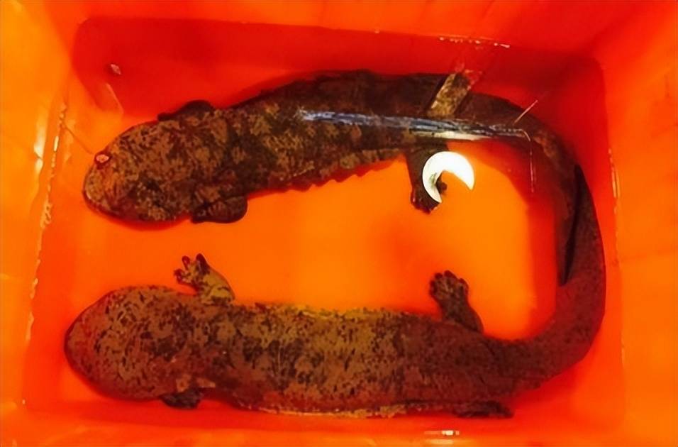 日本水族馆发现两只纯种中国娃娃鱼,或为罕见的"华南大鲵"!