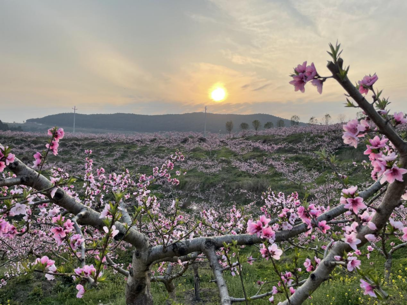 盐亭县花果嫘乡第六届桃花节3月1日启幕_巨龙镇_活动_天水村