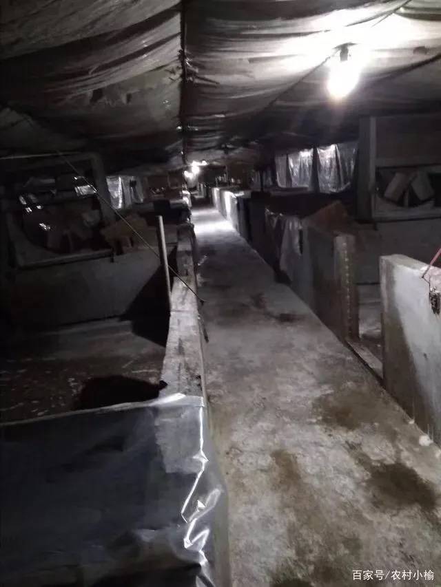 3,畜禽养殖场,养殖小区要建在地势平坦干燥,背风向阳,未被污染,无疫病
