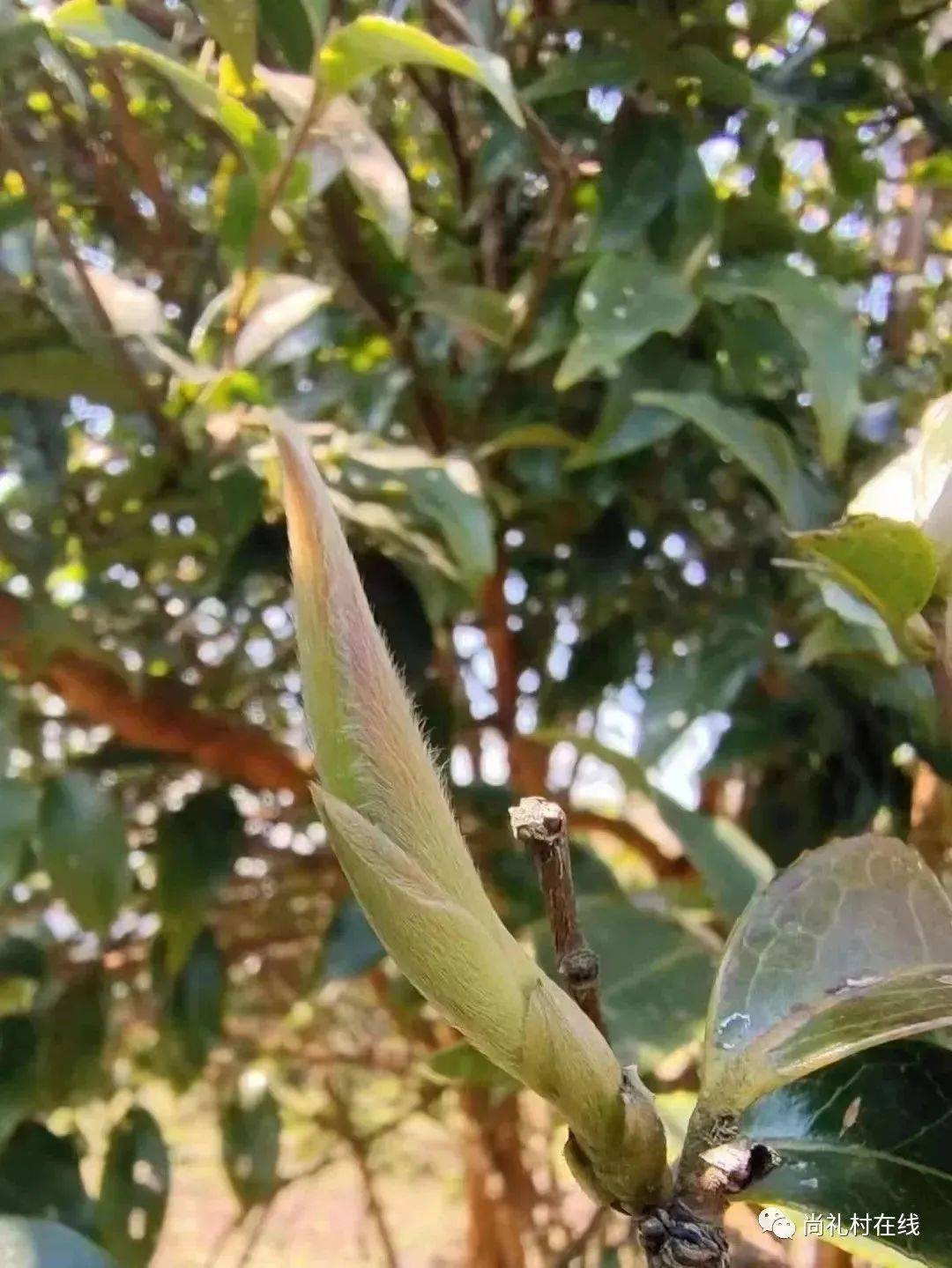 春天第一杯"报春芽" | 香甜如花蜜,价格亲民,春日必尝!