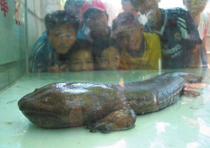 日本水族馆发现两只纯种中国娃娃鱼,或为罕见的华南大鲵!怎么过去的