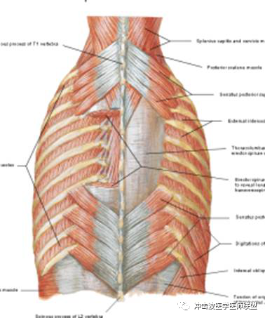 第三层:竖脊肌位置:脊柱棘突两侧的纵沟内.