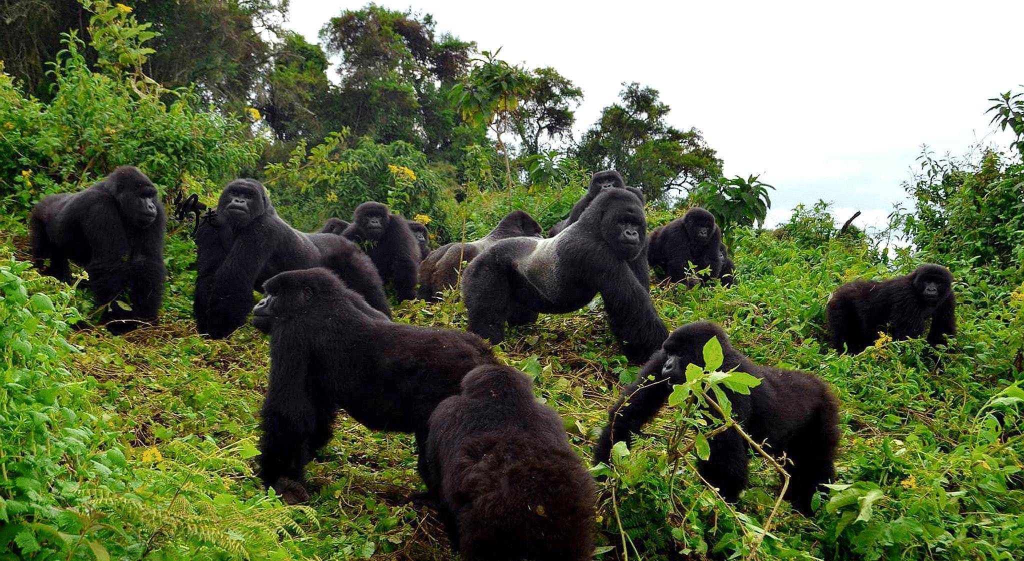 人们会在行程开始之后去往公园内的度假村,之后还能与大猩猩亲密接触