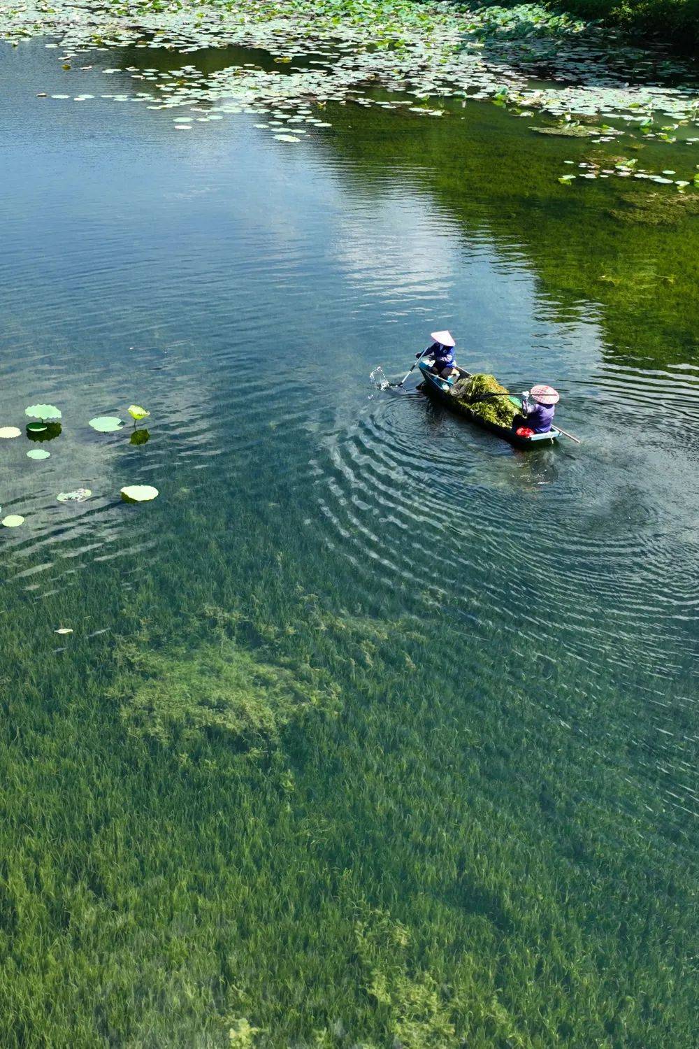 "水下森林",肇庆的秘密藏在水里,你见过吗?_吴勇强_天空_梁亮