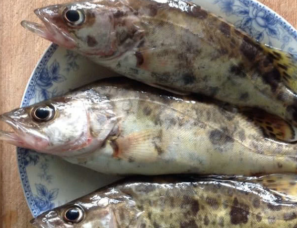 此鱼带着满身花纹,游在水中全身孔武有力,食在口中肉质鲜嫩美味_鳜鱼