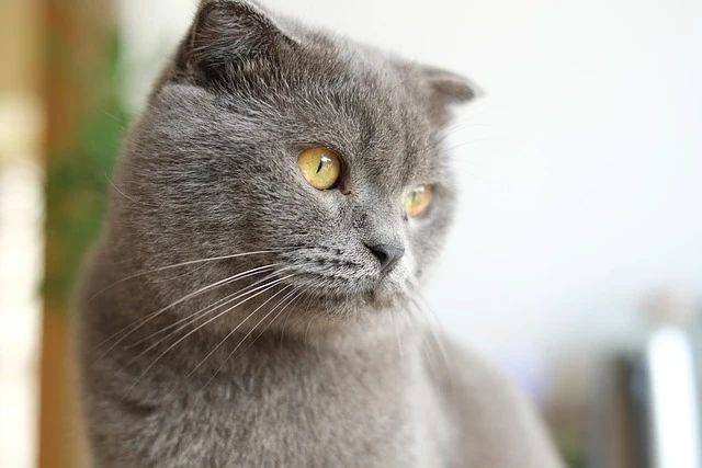 曾经很火的蓝猫,为什么现在弃养的那么多?_挑战_宠物_需求