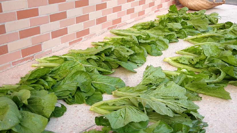 想吃酸菜别再买了,告诉你一个客家特色做法,酸菜口感爽脆够酸_芥菜