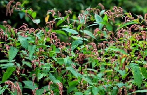 水田里的野草比辣椒更辣殊不知是天然酒曲城里一斤15元