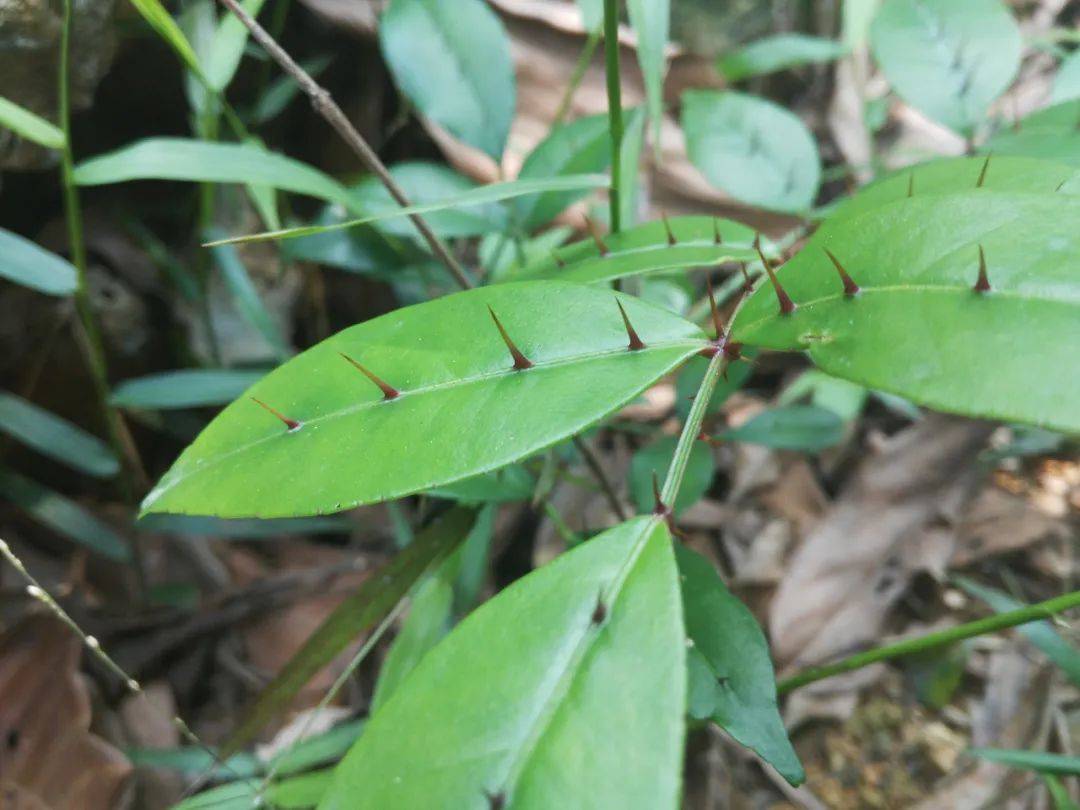 务必留意的是,尽管两面针蕴含极高的药用价值,但其本身含有一种微弱的
