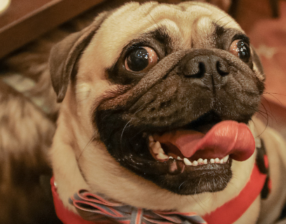 巴哥犬,从小就在我们心中_小时候_八哥_厕所