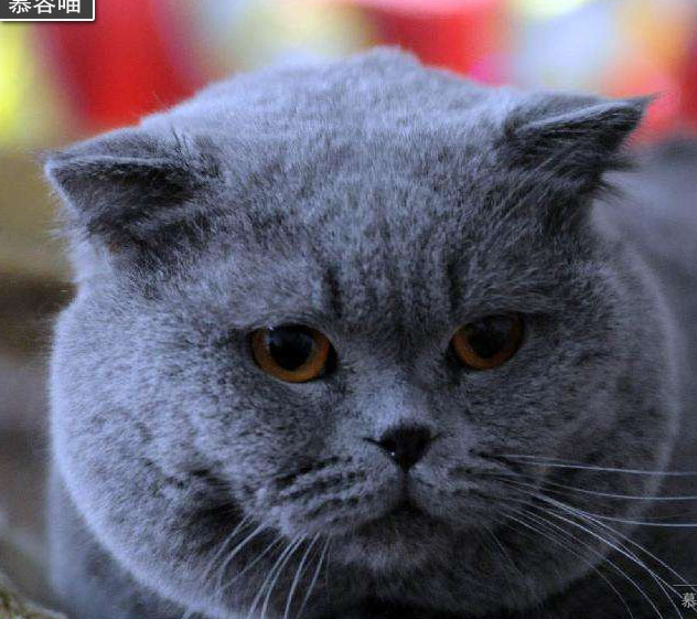 猫咪_爸爸_忧虑