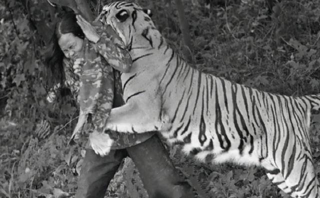 湖南"奇人"贺业武:一生杀305只猛虎,到死也不愿透露秘药配方_老虎_猎