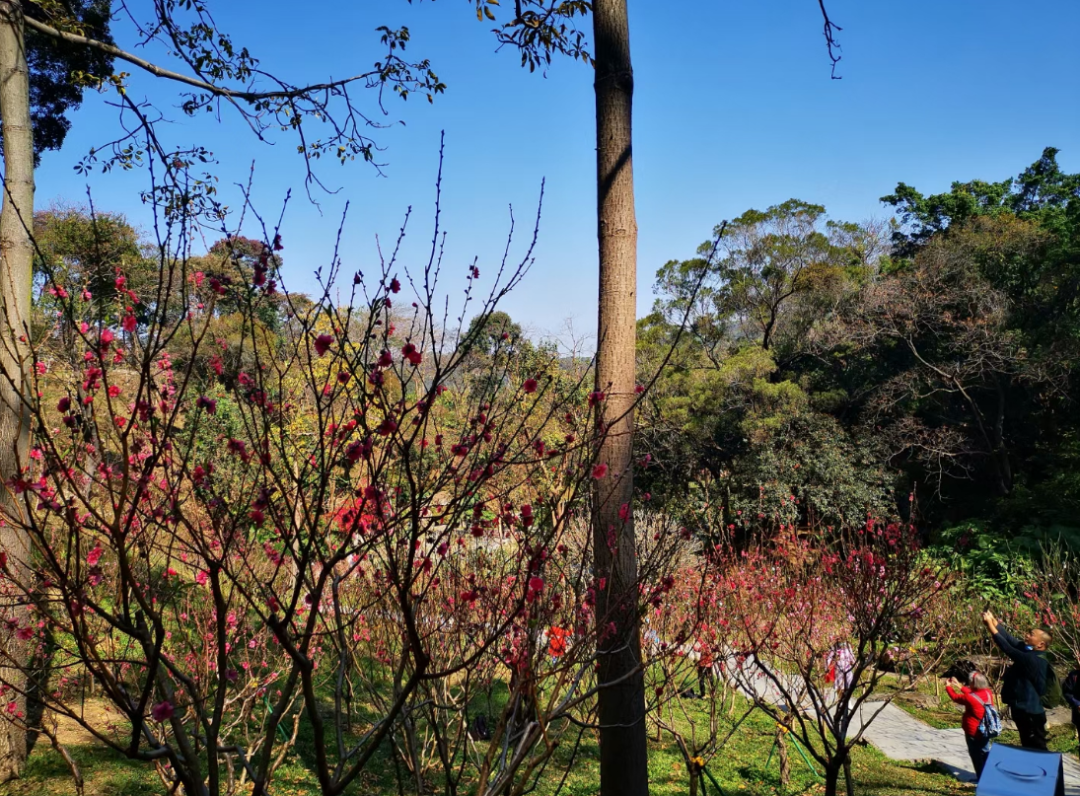 原创原创诗词刘柏荣此处枝桃花怒放原来身已入春关诗词八首