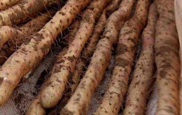 世界太极之城,中原养生之地 —— 正宗温县垆土铁棍山药,产地河南温县