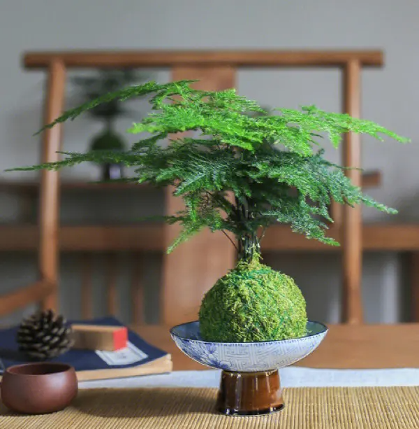 一,吊兰吊兰是一种常见的室内观叶植物,其叶