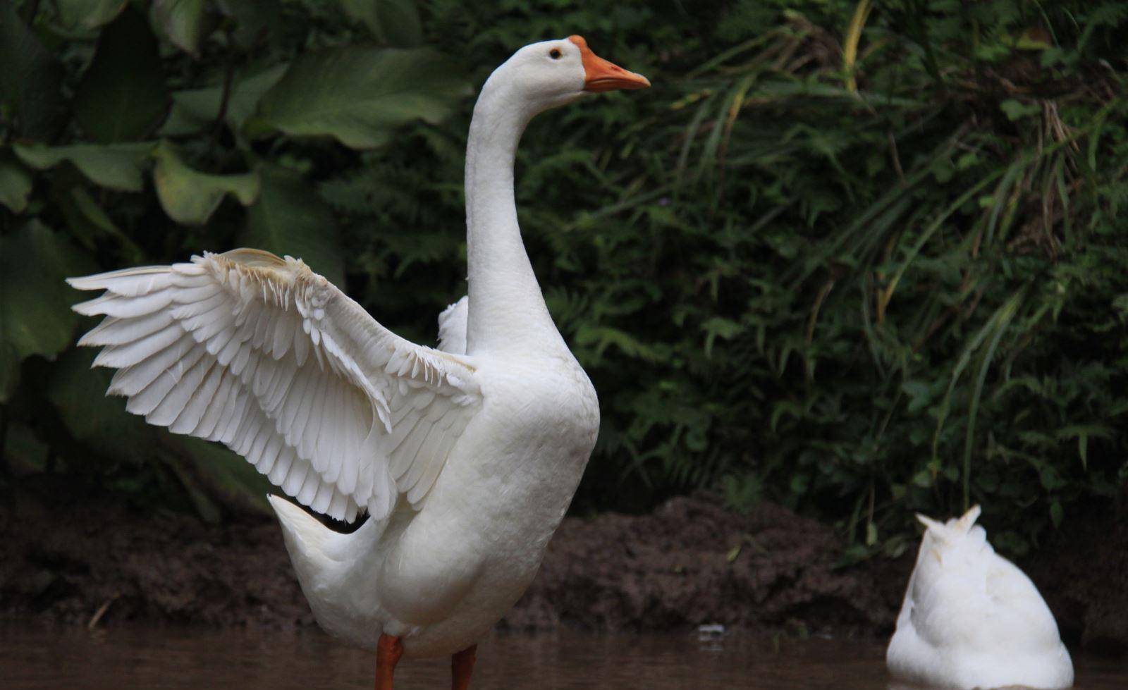 原创浑身都是宝的大鹅在唐代具有怎样的用途和价值