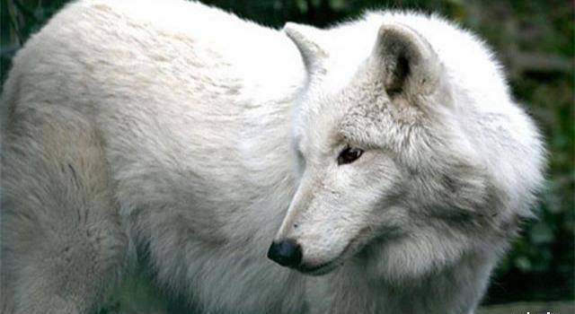 女大学生带家传"狼皮"鉴宝,专家:不会进行估价_女孩_保护_节目