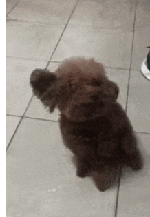 主人吃零食,泰迪听到后立马赶到现场,小耳朵一动一动的太可爱_狗狗