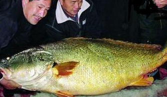 它是中国最贵的鱼,鱼鳔价格堪比黄金,以前吃不起,现在却不敢吃_因为