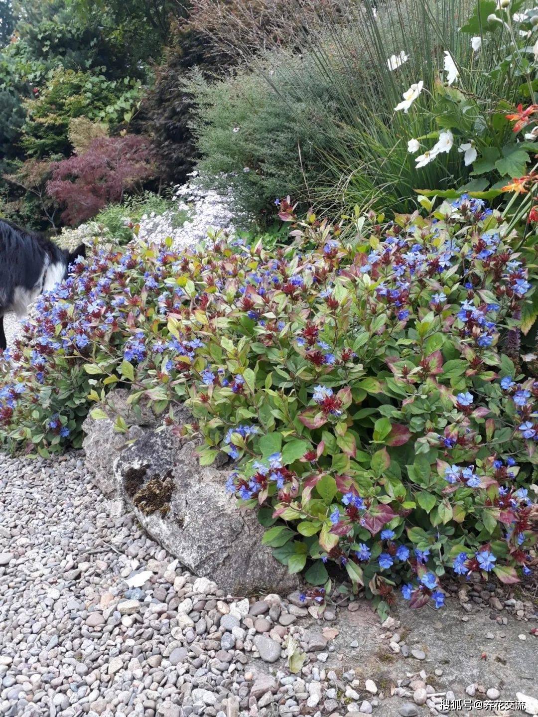 市面上的所谓蓝雪花,实际上就是蓝花丹(plumbago auriculata),它是