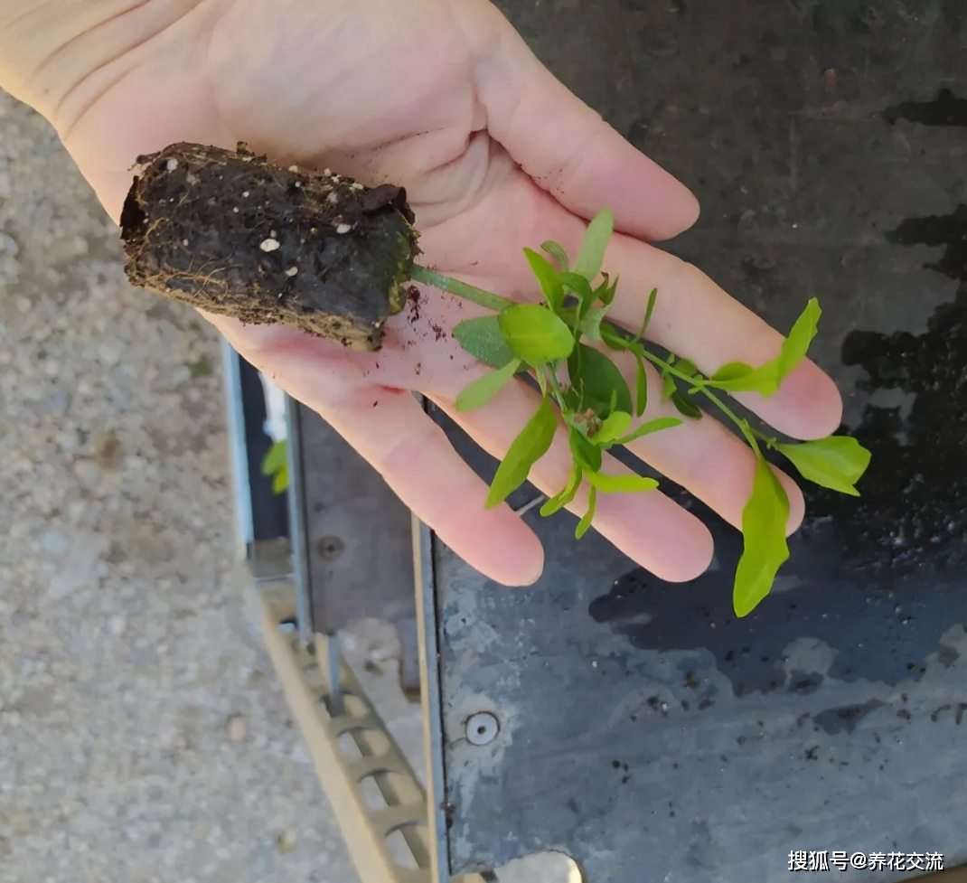 扦插繁殖的蓝花丹后续就保持盆土微微湿润,养在有较多散射光的位置