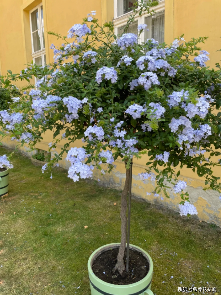 上面是棒棒糖造型的蓝花丹蓝雪花可以通过不断的修剪,绑扎,让它攀附