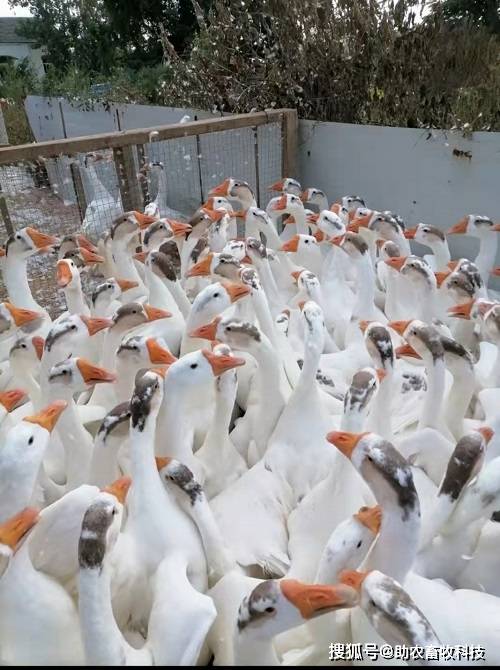 江苏这个鹅场采用鸭鹅养殖专用复合益生菌成功解决臭味与氨气问题