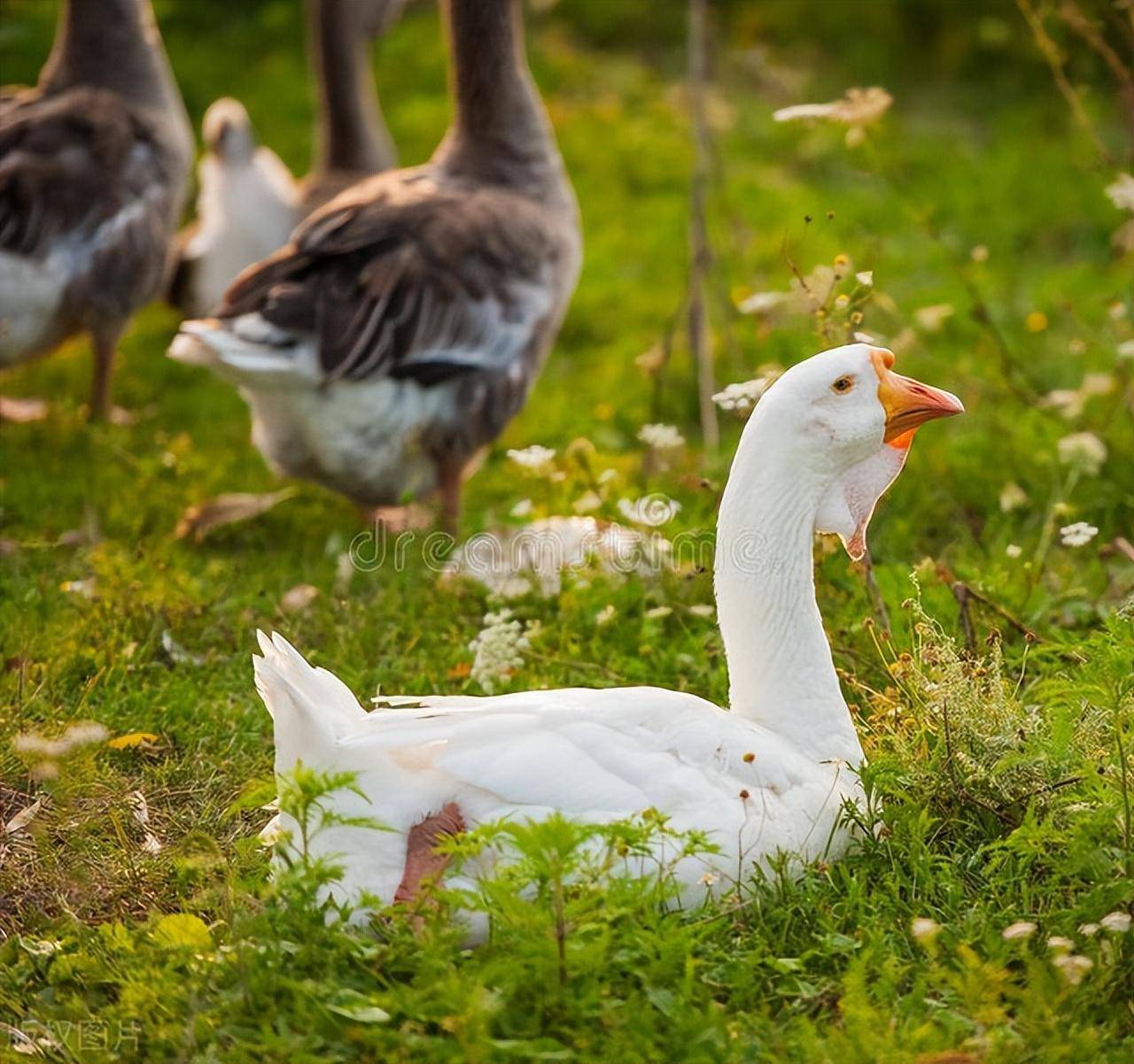 原创东北大叔养会飞的鹅被大雁拐跑上千只半年后带回上万只