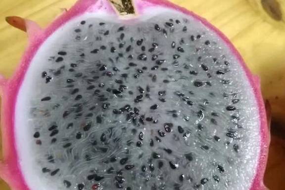 说到了养花,有些花友不仅会在阳台上养护一些龟背竹,吊兰,绿萝,虎皮兰