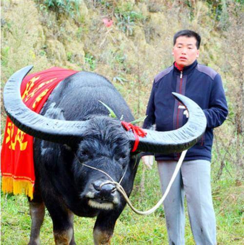 1年后,牛王出征,一战成名,根本没有敌手,每一场都在几分钟内打跑对手