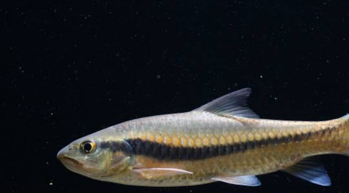 原创盘点十种冷门原生观赏鱼认识三种就算是鱼缸之神你敢挑战吗