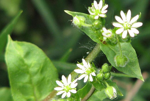 鹅肠草全草可以入药,性味酸,它不具备毒性,且营养很丰富.