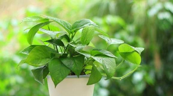 原创绿萝桌边放绿植拥抱绿色好心情