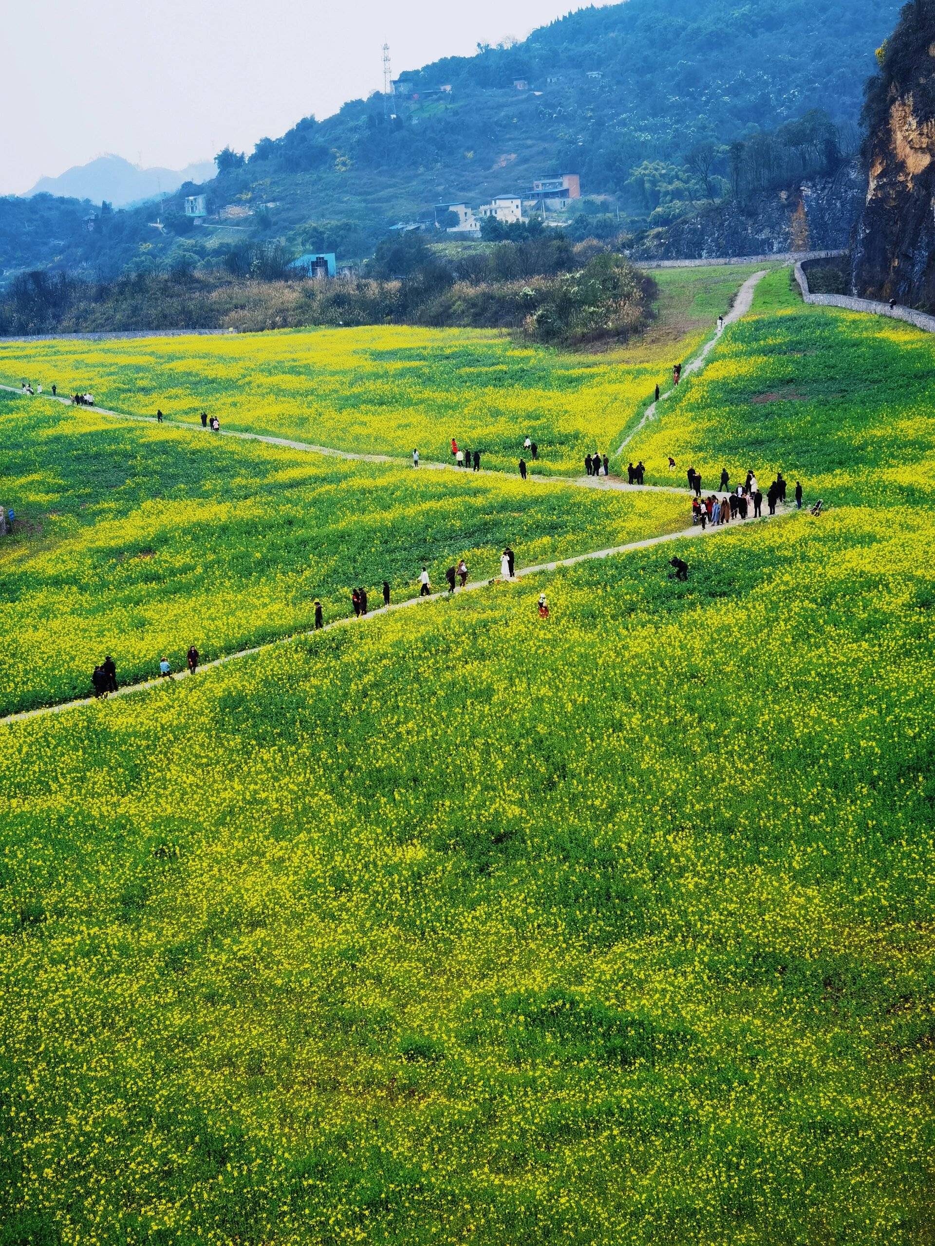重庆主城巴南天堂坝的油菜花开了