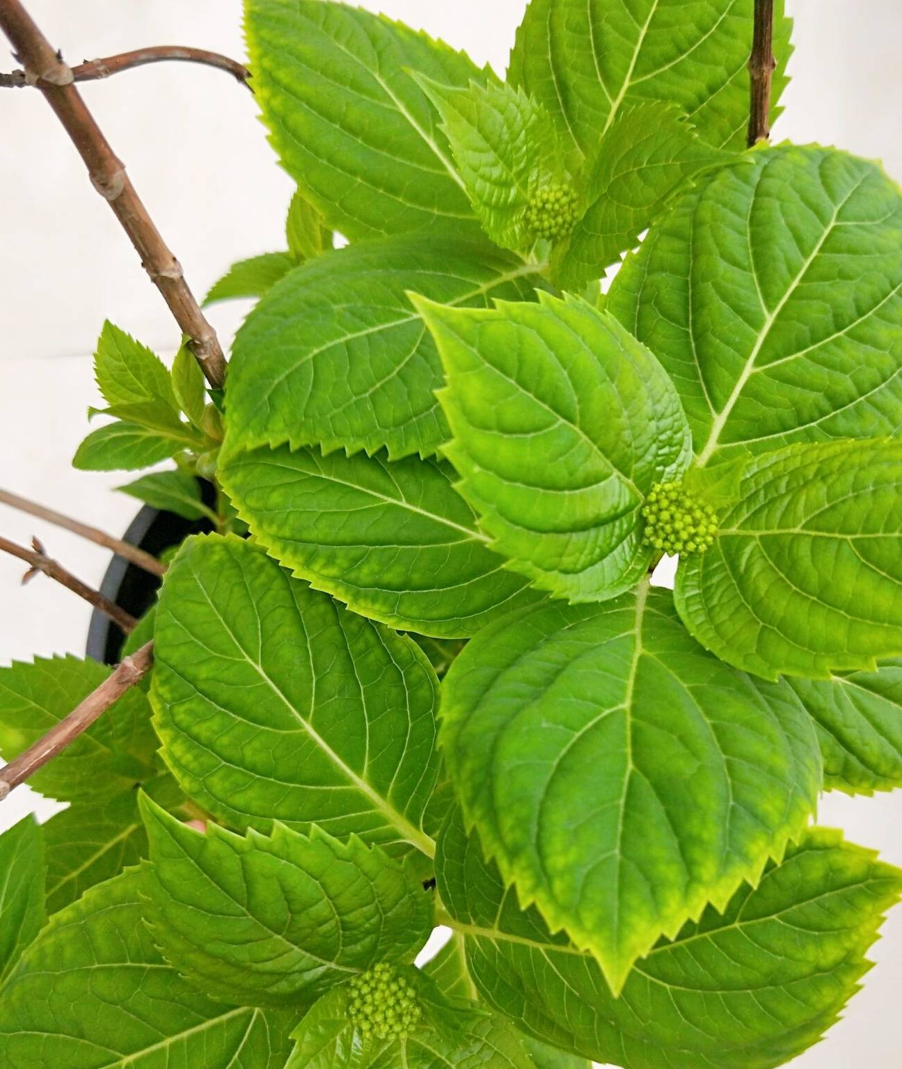 花房_绿叶_叶片