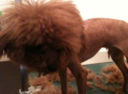 原创泰迪因皮肤病被剃光毛主人看了难以置信这是谁家的丑狗