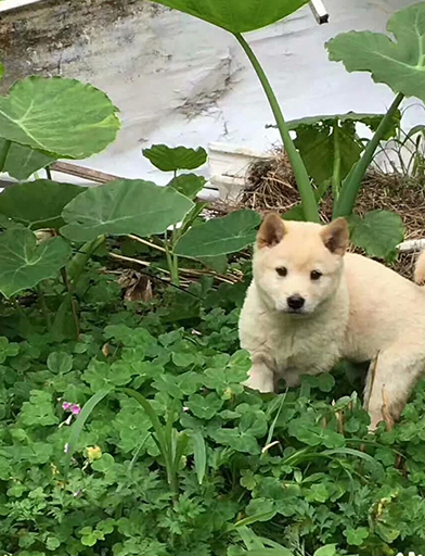 聪明的中华田园犬