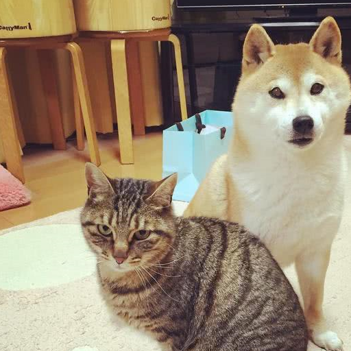 原创主人收留只神烦狗网友被它魔性表情吸引瞬间风靡各大网络