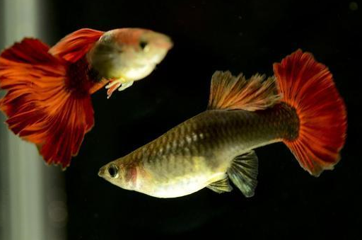 季节_繁殖_雄鱼