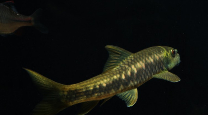 盘点十种冷门原生观赏鱼,认识三种就算是鱼缸之神!你敢挑战吗