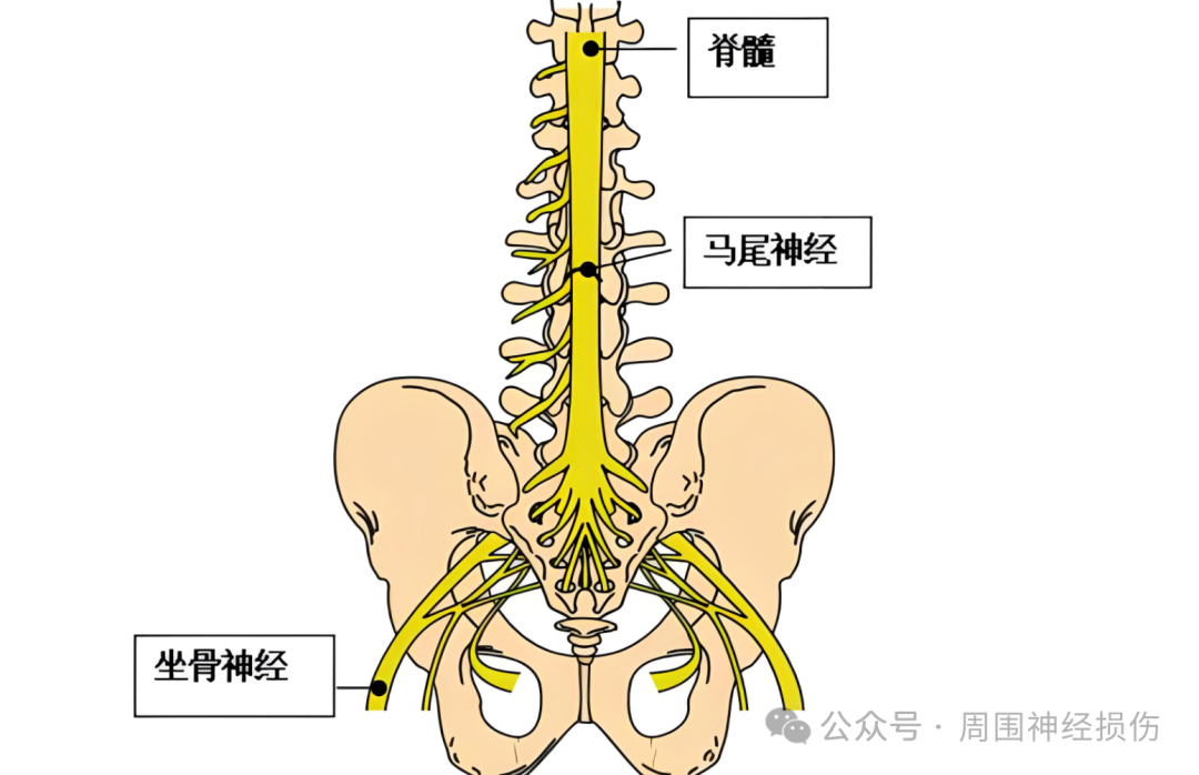 马尾神经损伤之后神经活性能维持多久?