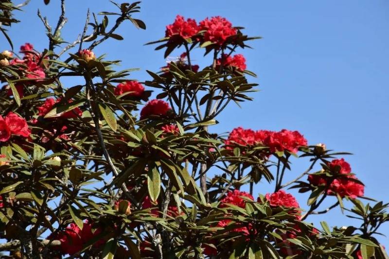 元江羊街乡赏花时间:3月至4月记者 王艳华 文玉溪市文化和旅游局 磨盘