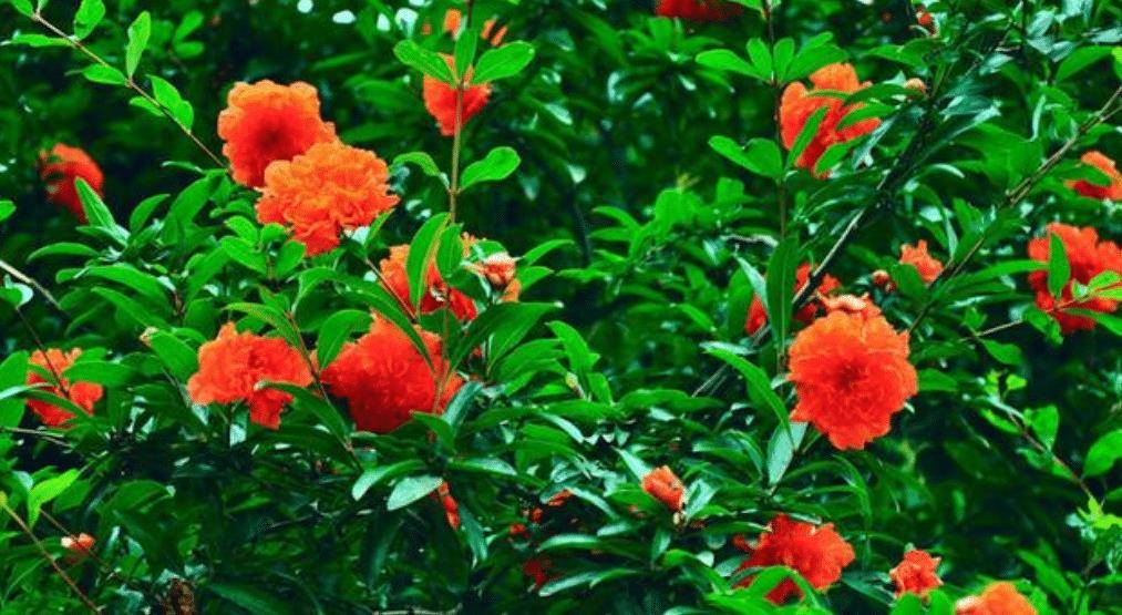 俗话说"不怕蛤蟆进家门,就怕三树立门头",是哪三树呢_树木_人们_种植