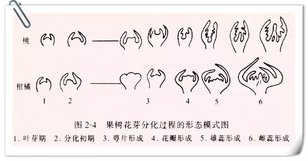 葡萄果树好坏的关键,全在花芽上!