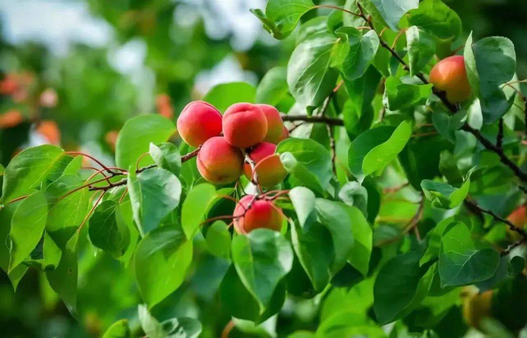 封面人物80后赵超荣的杏福