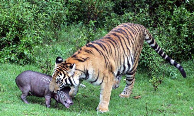 原创50年代湖南百虎围村10年间千余人落入虎口围村是何原因
